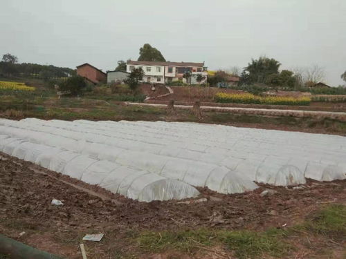 稻蝦共作 帶領121名脫貧戶奔小康 四川自貢沿灘這個村跑出鄉(xiāng)村振興新路子