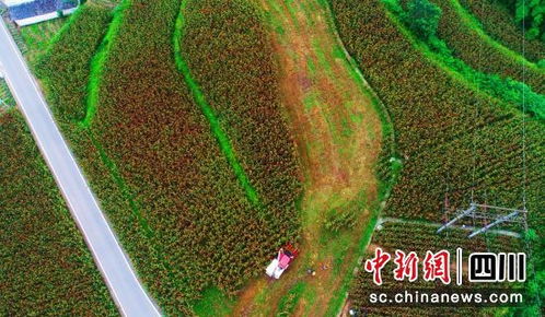 自貢貢井 高粱迎豐收 機械收割忙