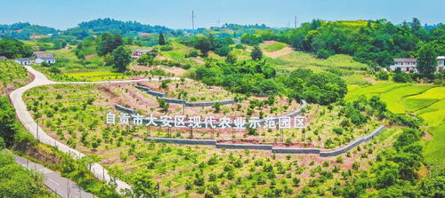 自貢市大安區(qū) 打造鄉(xiāng)村振興丘區(qū)示范 描繪鄉(xiāng)村振興錦繡畫卷