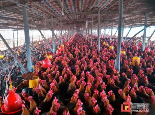 厲害了 自貢這兩個鎮 鄉 全國有 品